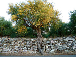 Pag olive tree